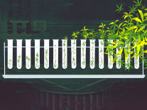 An illustration of synthetic marijuana in test tubes against a background of the US Capitol building